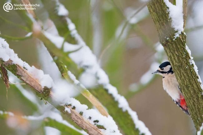 Great spotted woodpecker in a snowy forest. Photo: Niedersächsische Landesforsten