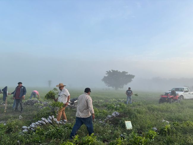 Planting team on a site in Campeche, August 2025. Photo: Plant-for-the-Planet