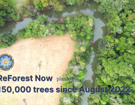 ReForest Now planted 150,000 trees since August 2022